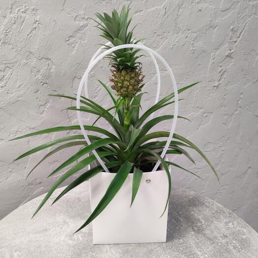 Planta de interior Piña"Amigo"