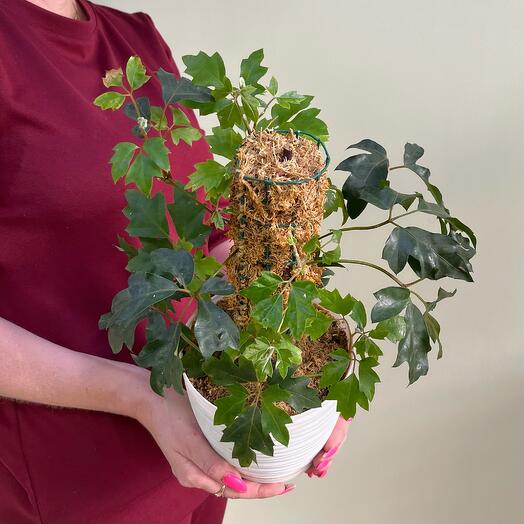 Циссус в белом пластиковом горшке на опоре