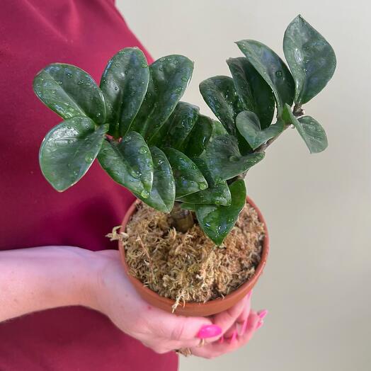 Замиокулькас Зензи в керамическом горшке