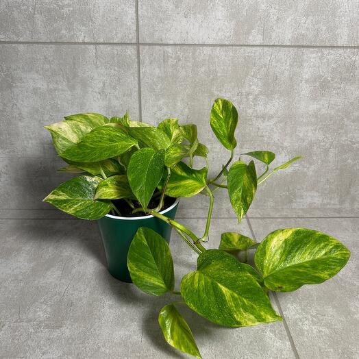 Эпипремнум золотистый "Golden Pothos" (Epipremnum aureum "Golden Pothos"