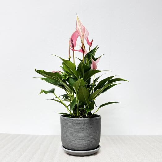 Антуриум Лили розовый в сером керамическом горшке с поддоном, высота 30-35см
