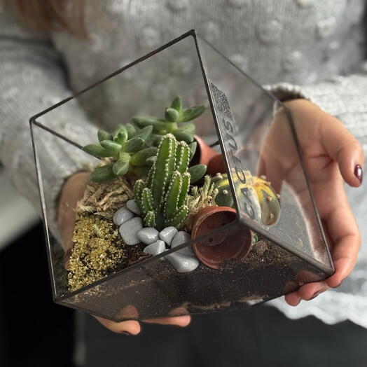Флорариум Ромб с кактусом и суккулентами ( размер S)