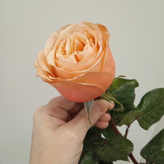 Роза кахала