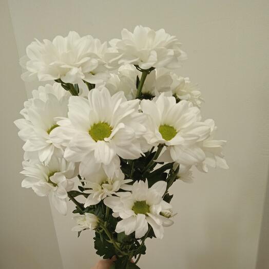 Хризантема ромашковая