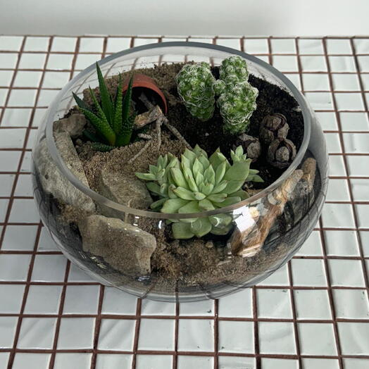 Настольный мини-террариум