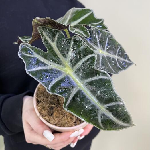 Алоказия Полли в глазированном каш