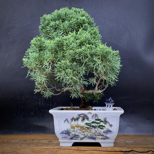 Бонсай можжевельник, 41см, 30 лет