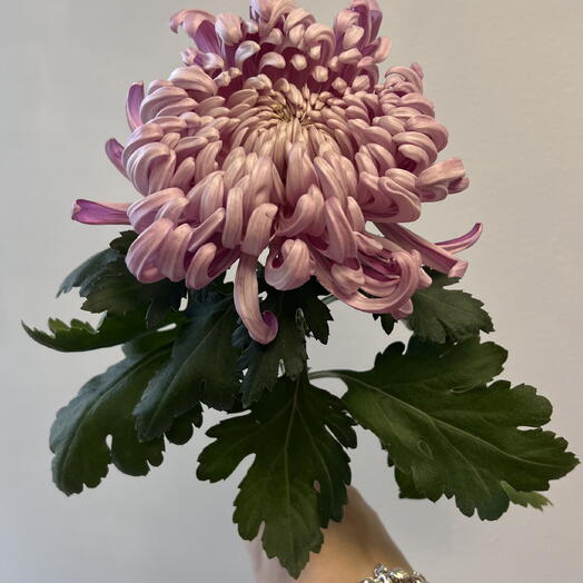 Хризантема Vienna Pink