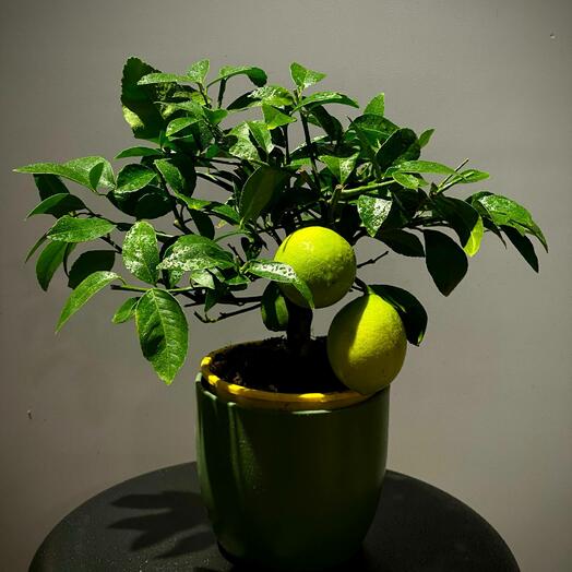 Цитрус Лимон Лимонное дерево