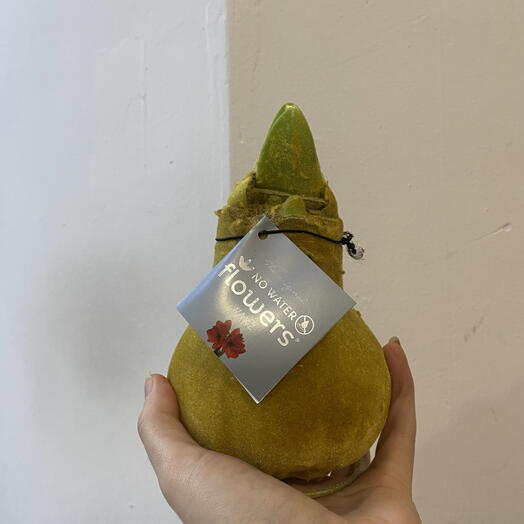 Бархатный амариллис горчичного цвета