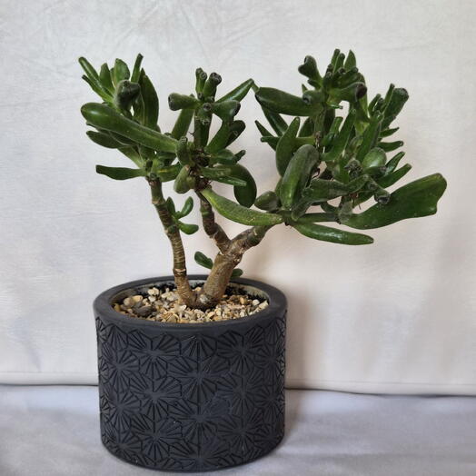 Crassula coral in bonsai style