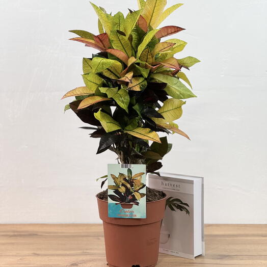 Кодиеум Миссис Айстон D19