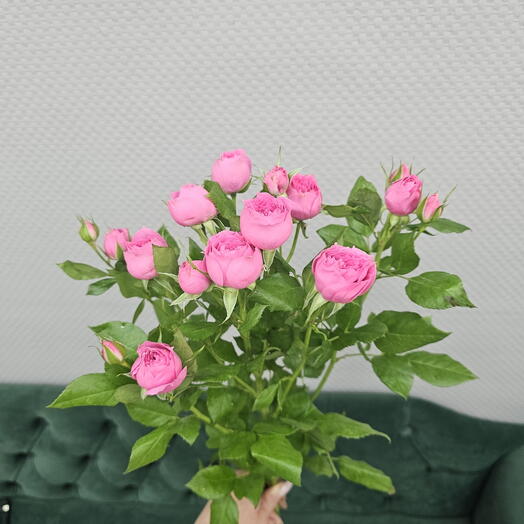 Роза кустовая