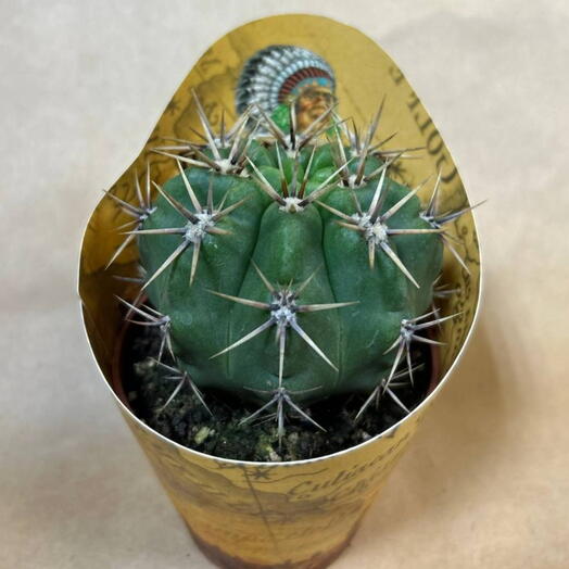 Кактус 🌵 7