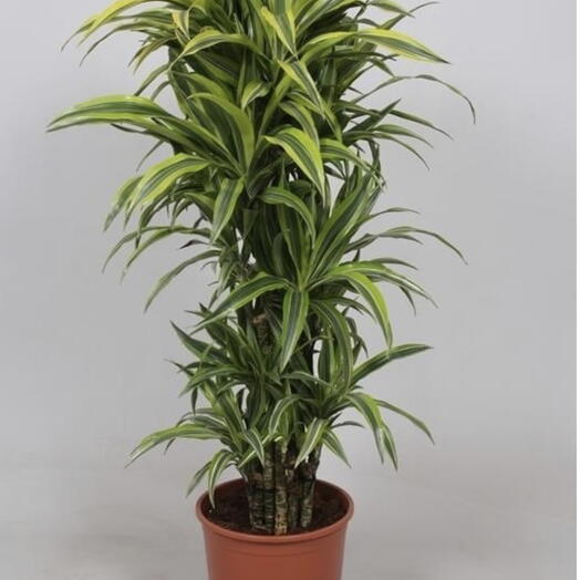 Драцена Фраг цинто