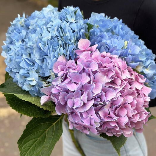 Букет из Гортензий