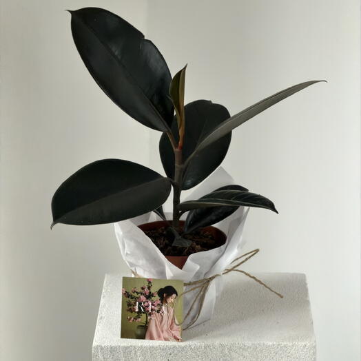 Фикус Эластика Диаметр 12 см Высота 35 см