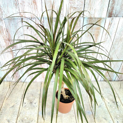 Драцена биколор