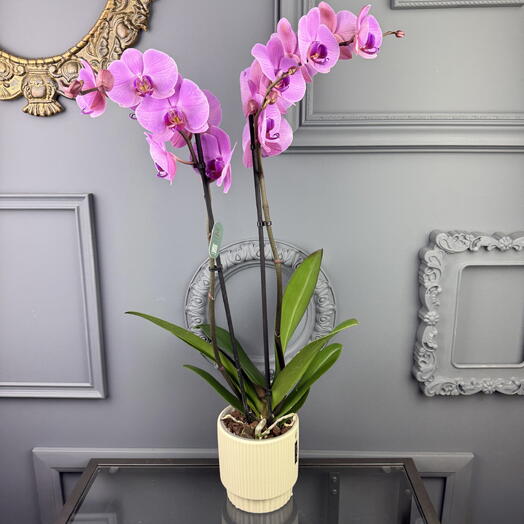 Орхидея фаленопсис розовая в керамическом кашпо D 13 Высота 70 см