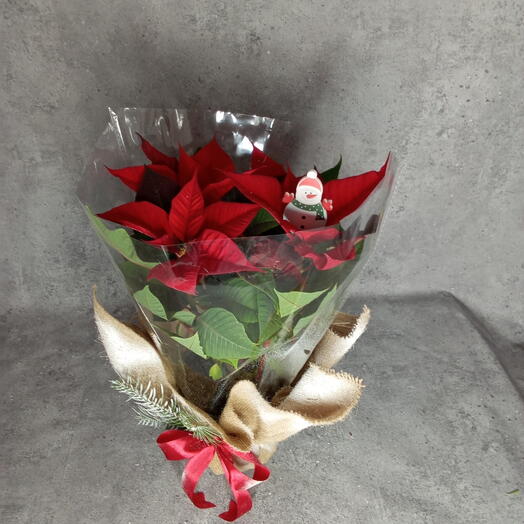 Комнатное растение