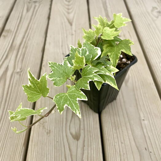 Плющ хедера хеликс вариегата