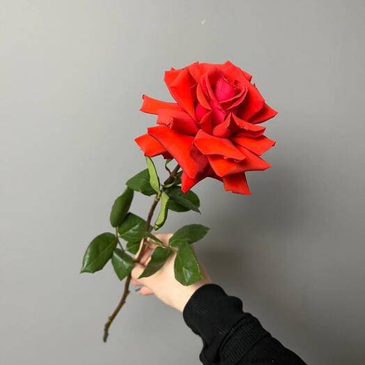 Роза Французская Алая