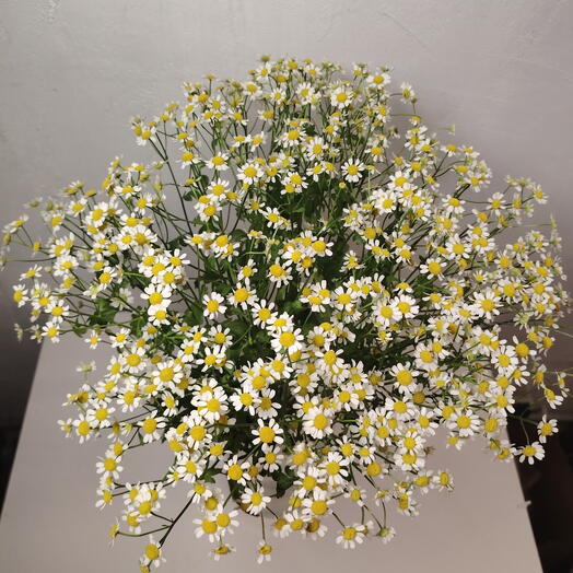 Tanacetum mono💚🤍