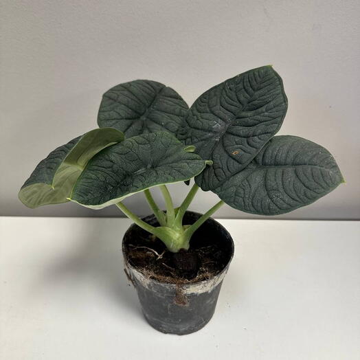 Алоказия Мело