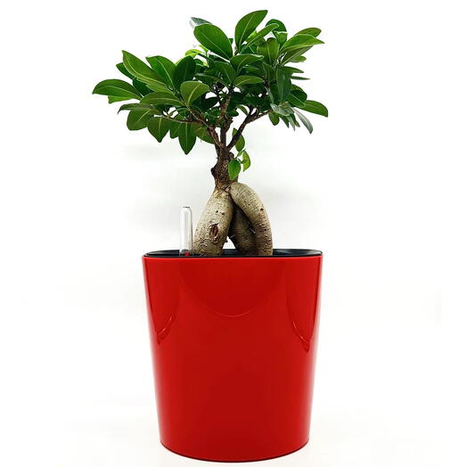 Фикус Микрокарпа бонсай в красном пластиковом кашпо с АВТОПОЛИВОМ, высота композиции 35-40 см