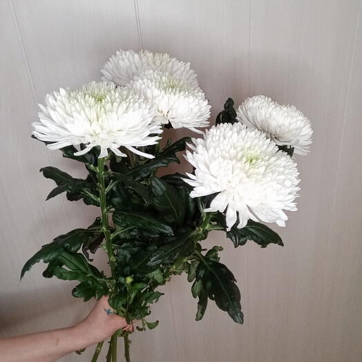 Хризантема Магнум 5