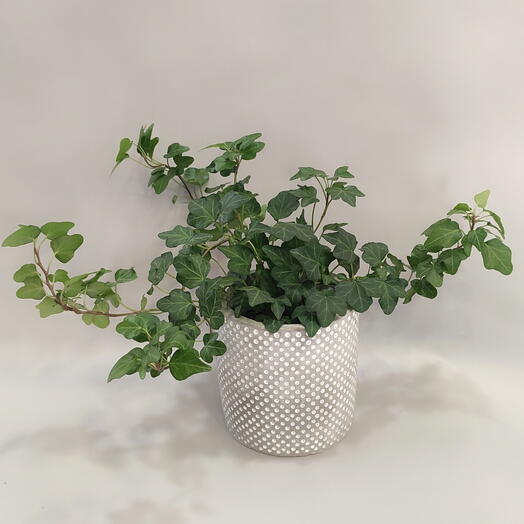 Комнатное растение Плющ в керамическом кашпо