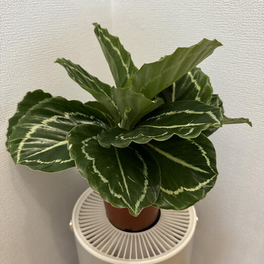 Калатея вича b13