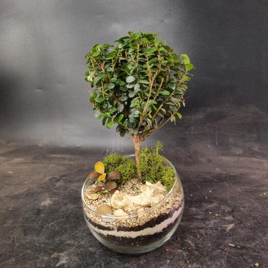 Флорариум с бонсаем Мирсина в сфере S