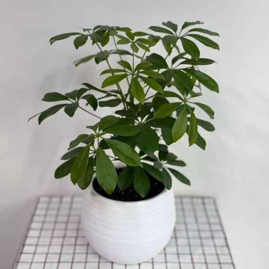 Шефлера пересаженная в кашпо