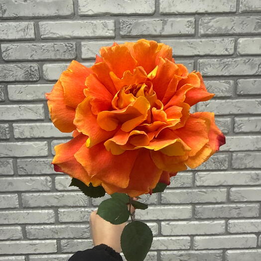 Оранжевая роза французская