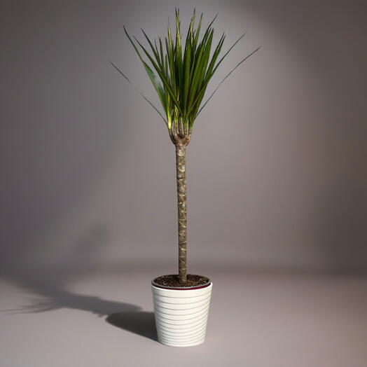 ДРАЦЕНА (DRACAENA) MA 1 STAM