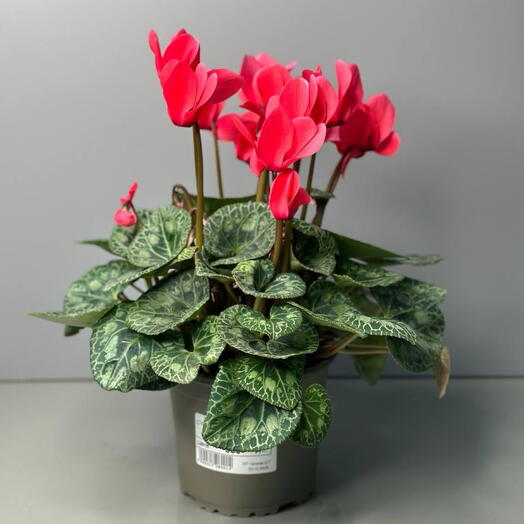 Комнатное растение Цикламен (CYCLAMEN GR F1 MIXED)
