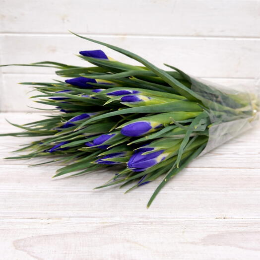 Пачка (35 шт.) Ирис Блю Мэджик 50 см