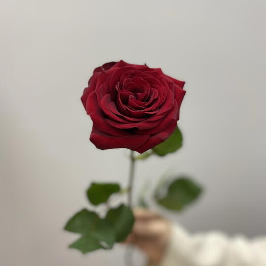 Розы Эквадор красные 60см