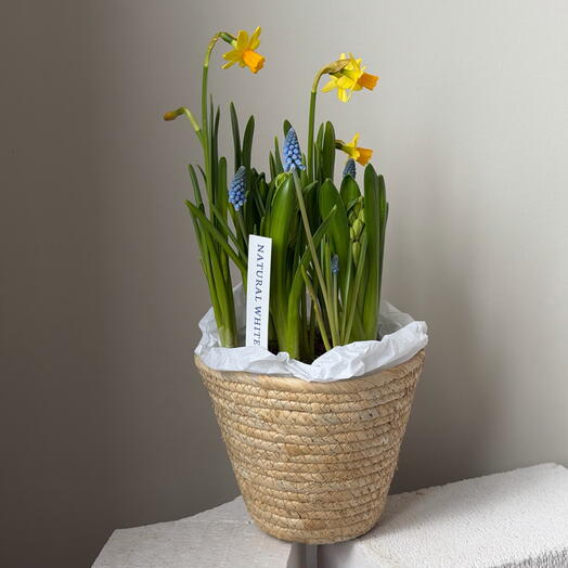 Первоцветы в плетеной корзине