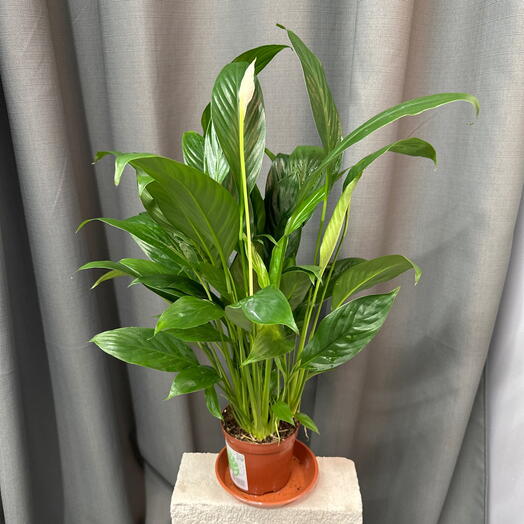 Женское счастье ( спатифиллум)