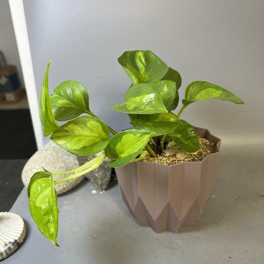 Комнатное растение Эпипремнум в ребристом кашпо