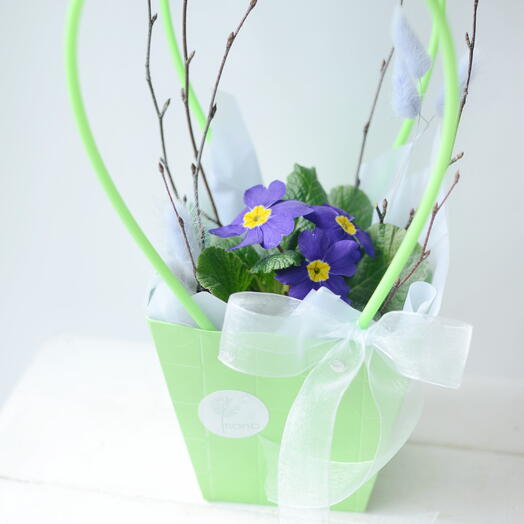 Примула в подарочной упаковке