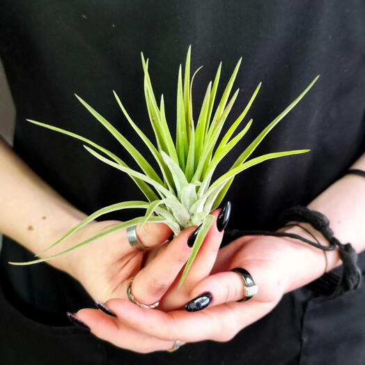 Тилландсия Велютина (Tillandsia Velutina)