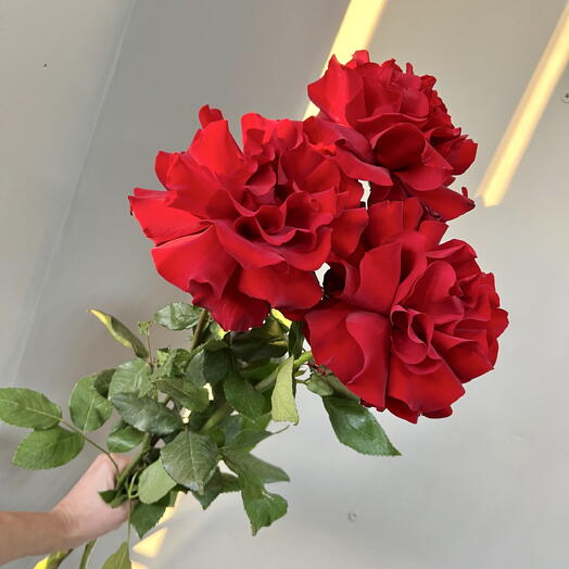 3 французские розы
