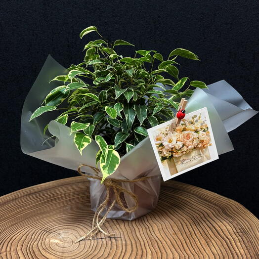 Фикус Бенджамина