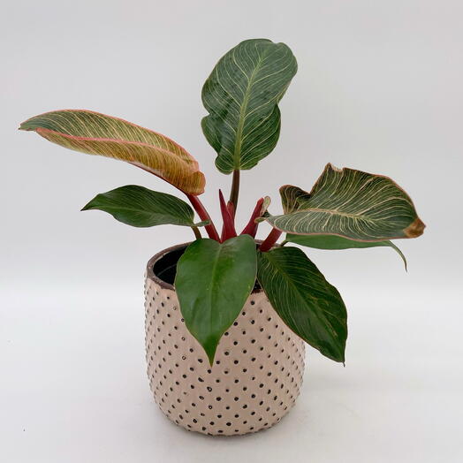 Филодендрон Пинк в кашпо винтаж