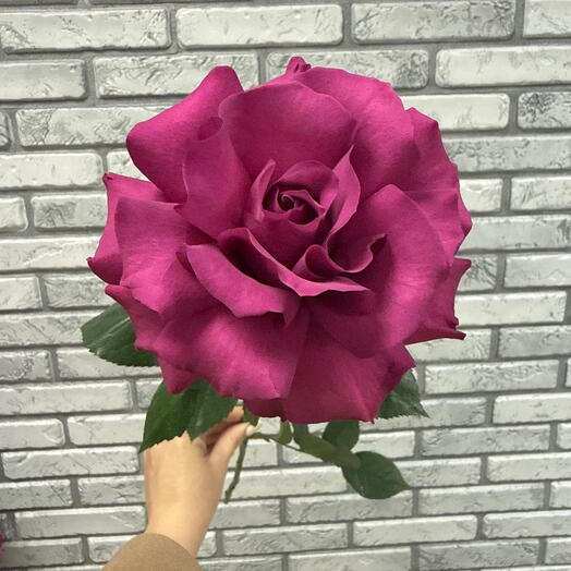 Французская Роза сиреневая 💜