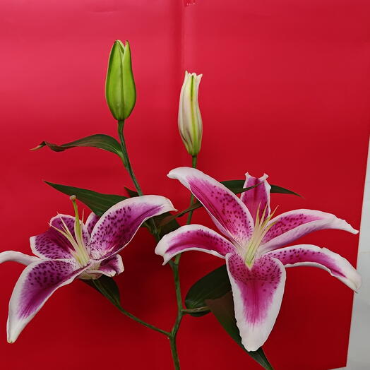 Pink Lily 2pcs