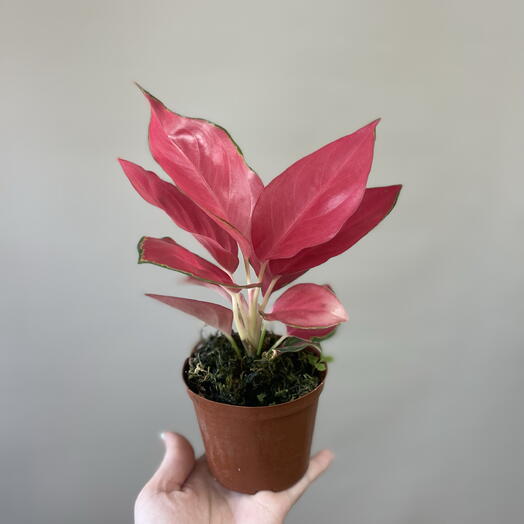 Аглаонема Red China